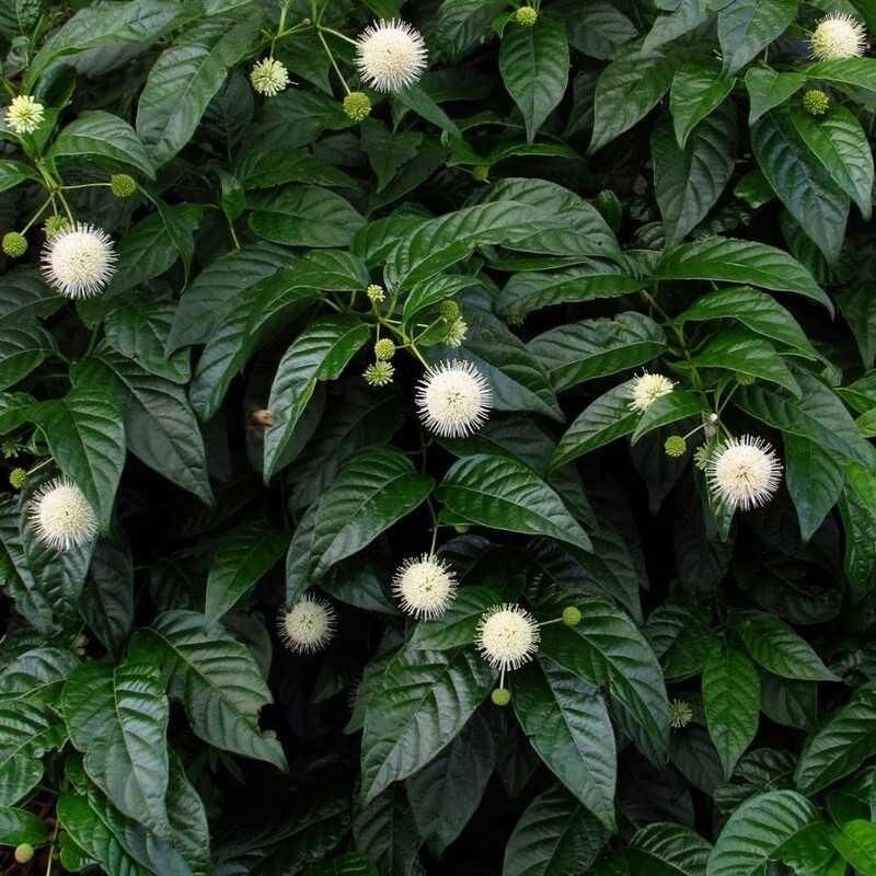Cephalanthus occidentalis 'Sugar Shack' - Céphalanthe occidental nain