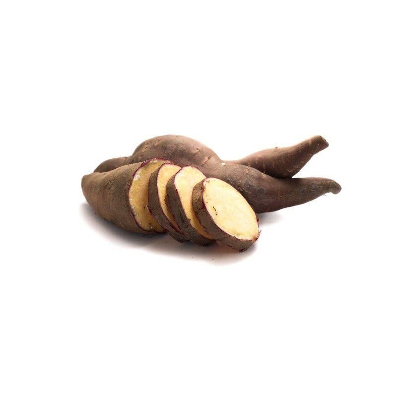 Patate douce à chair blanche - Ipomoea batatas 'Erato® white'