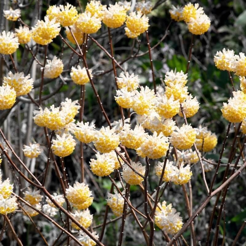 Edgeworthia chrysantha - Buisson à papier