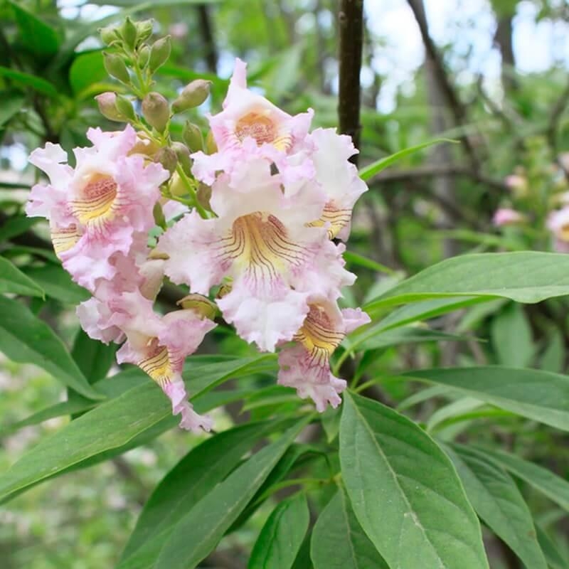 Chitalpa tashkentensis 'Pink Dawn' - floraison rose à gorge jaune claire