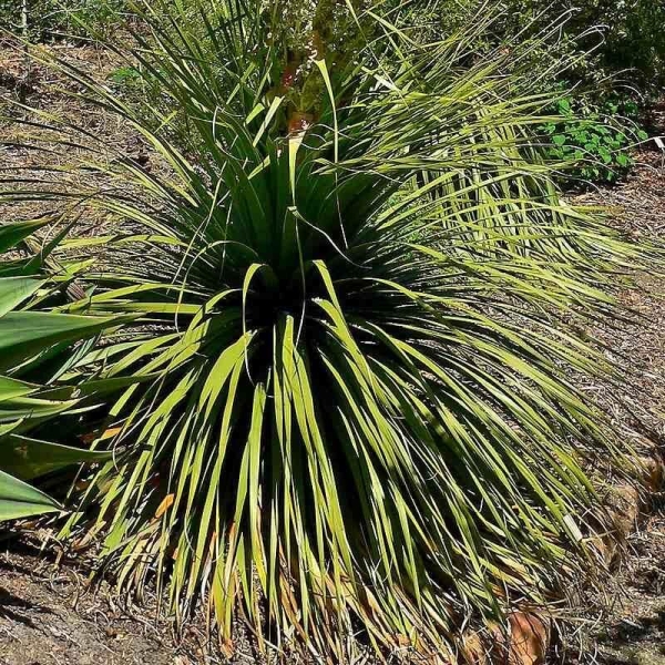 Nolina hibernica - Noline 'La Siberica'