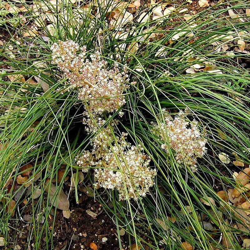 Nolina microcarpa - Petite Noline - Herbe des Ours