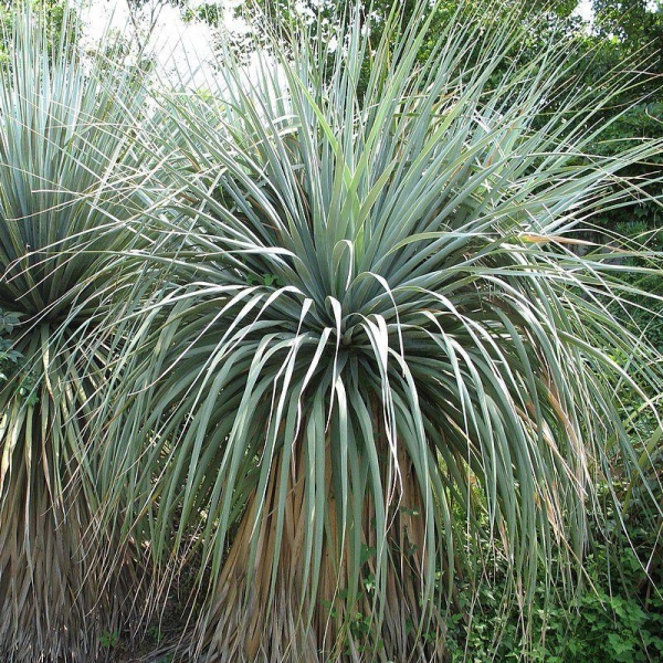 Nolina nelsonii - Noline bleue du Mexique