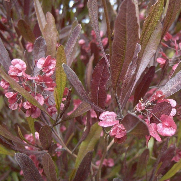 Dodonea viscosa 'Purpurea' - Dodonée febrifuge pourpre