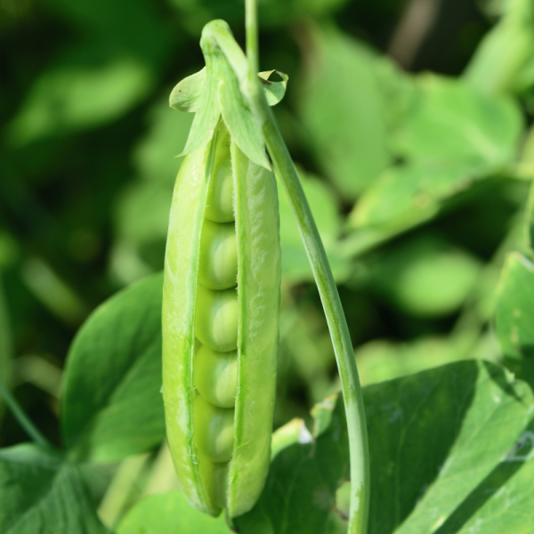 3 plants Petit pois cash motte 7cm