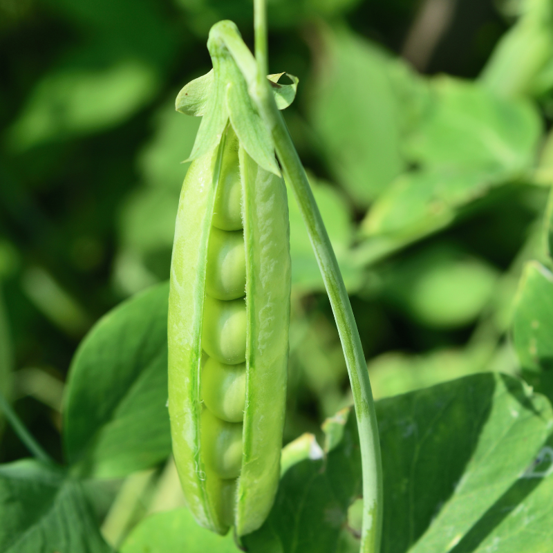 3 plants Petit pois cash motte 7cm 3 plants Petit pois cash motte 7cm