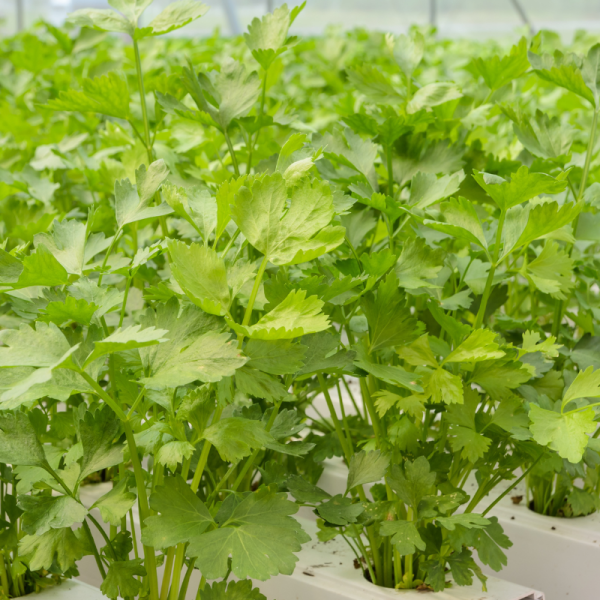 Plant Céleri vivace - Livèche en pot 1L