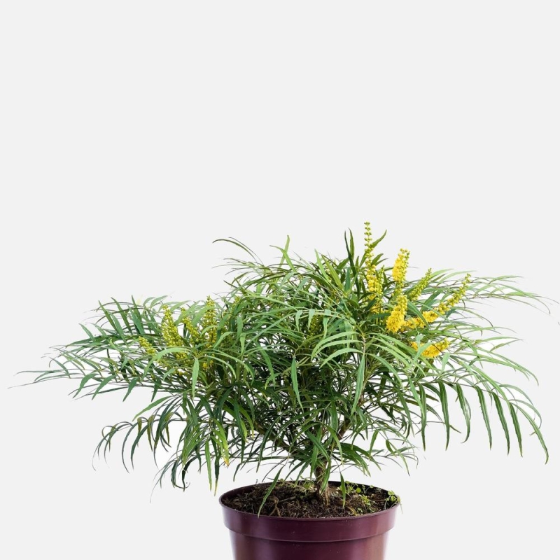 Mahonia 'Soft Caress ® '