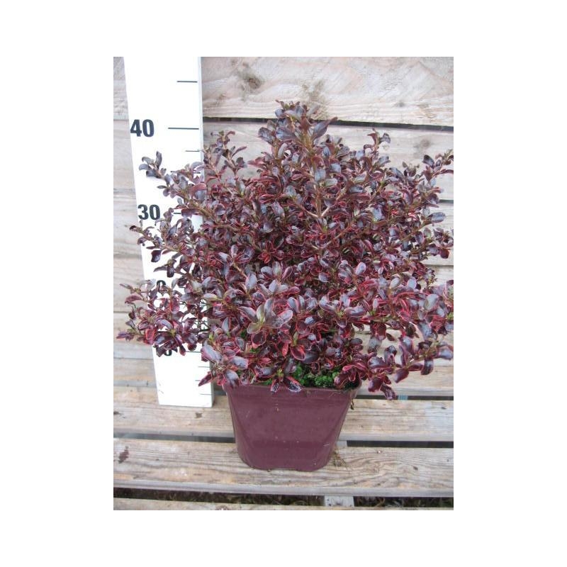 Coprosma 'Rainbow Surprise'