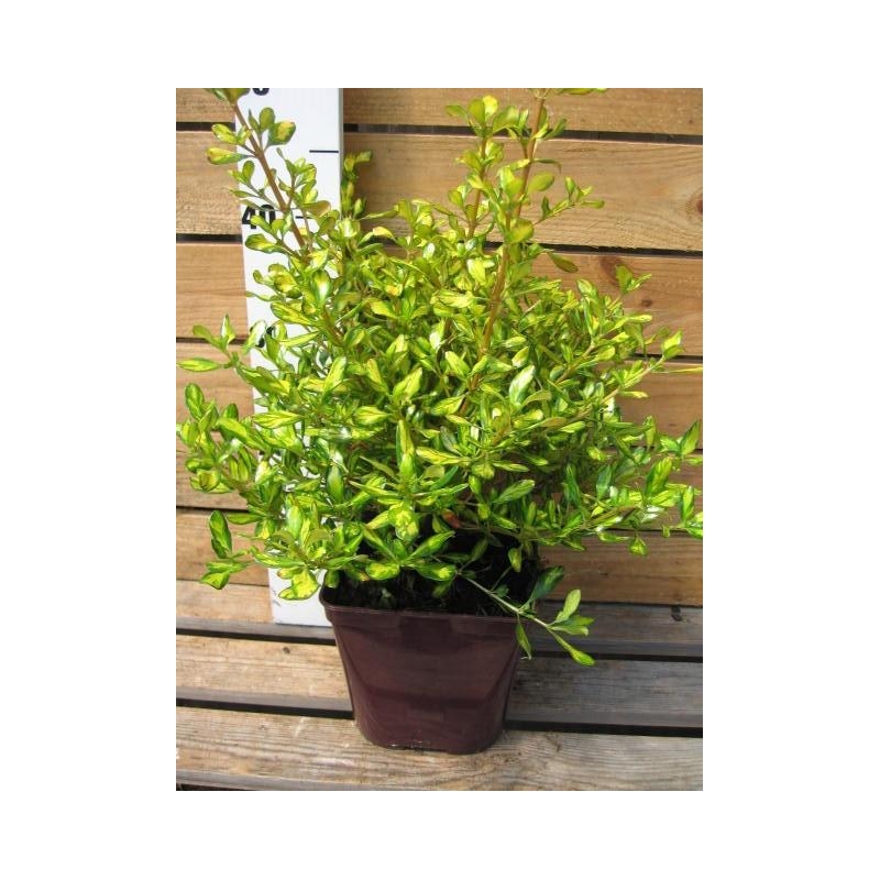 Coprosma 'Lemon Lime'