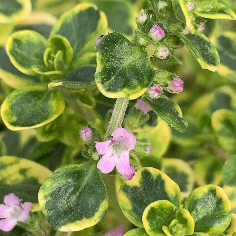 Thym doré