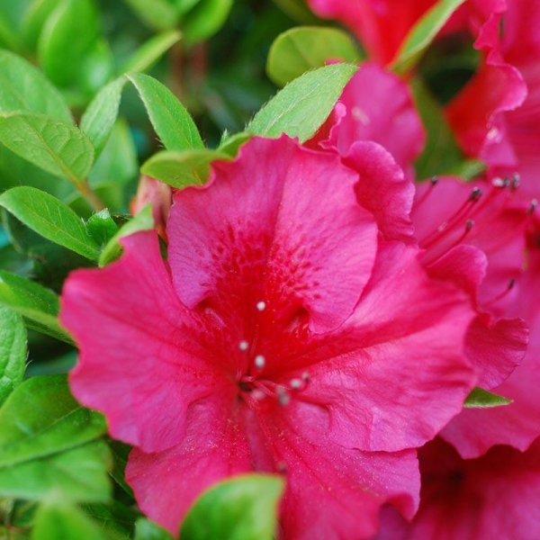 Azalée du Japon 'Florida'