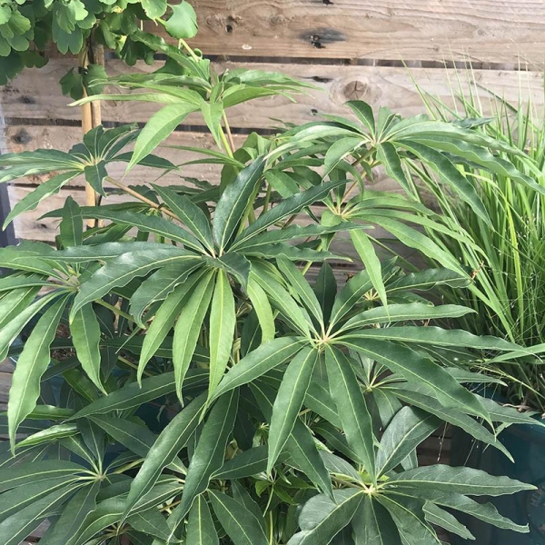 Schefflera 'Taiwaniana'