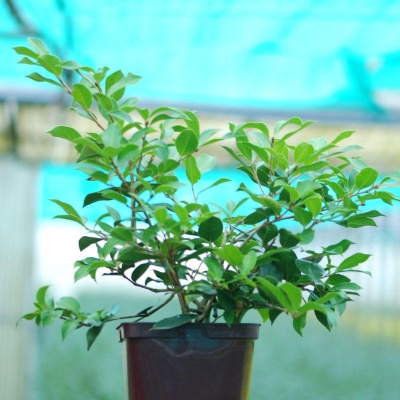 Camélia 'Lady de Nantes'