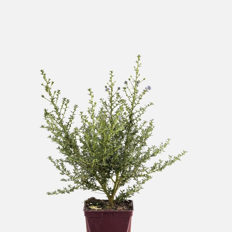 Lilas de Californie 'Puget blue'