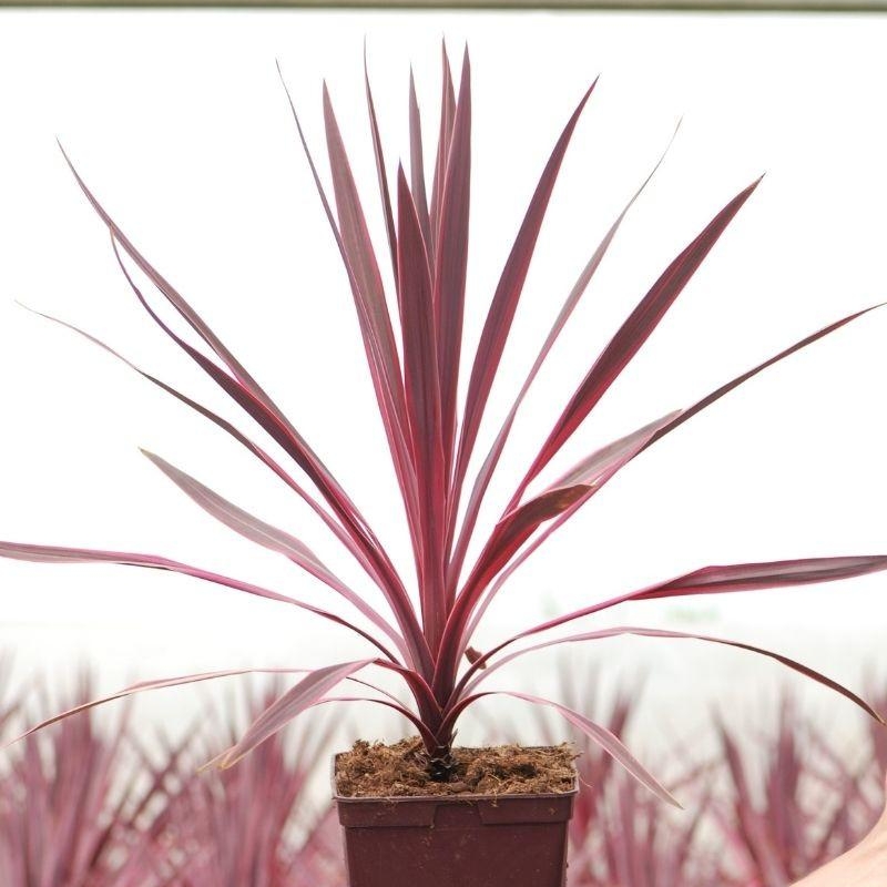Cordyline 'Paso doble'