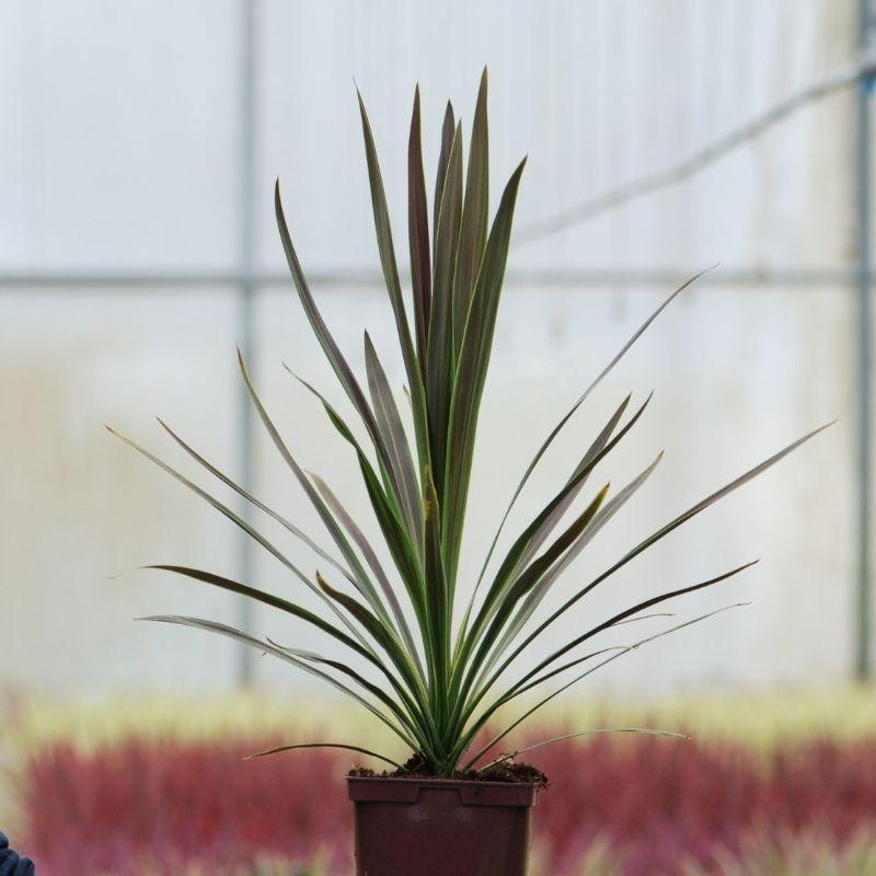 Cordyline 'Chocolate Mint'
