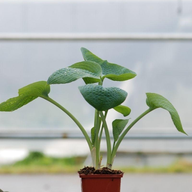 Hosta 'Big Daddy'