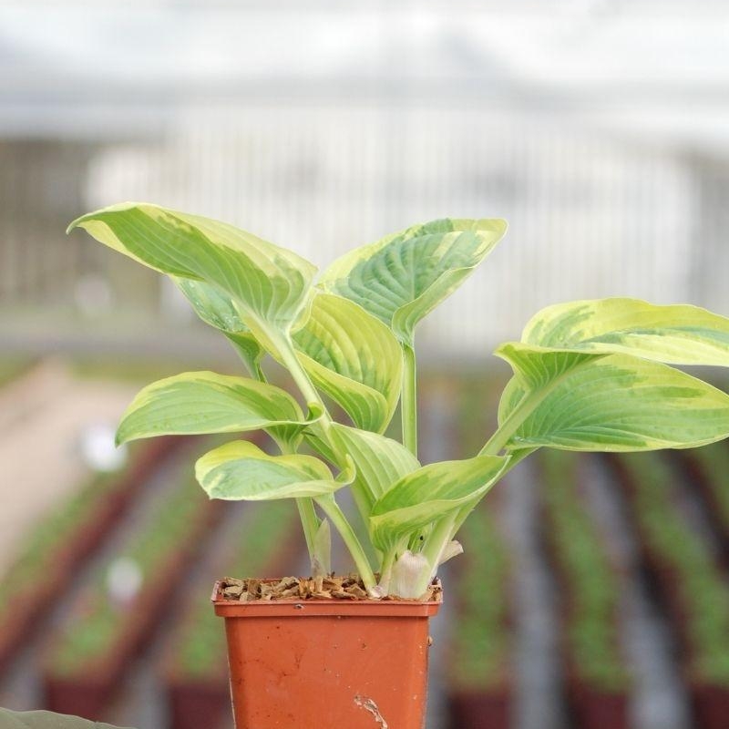 Hosta 'Wide Brim'