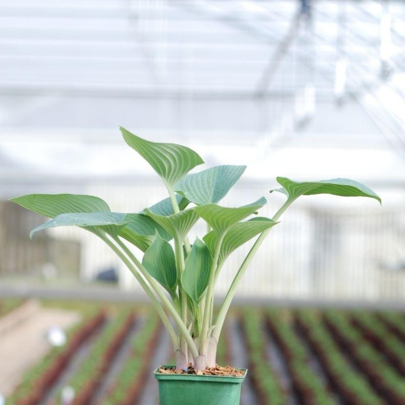Hosta 'Halcyon'