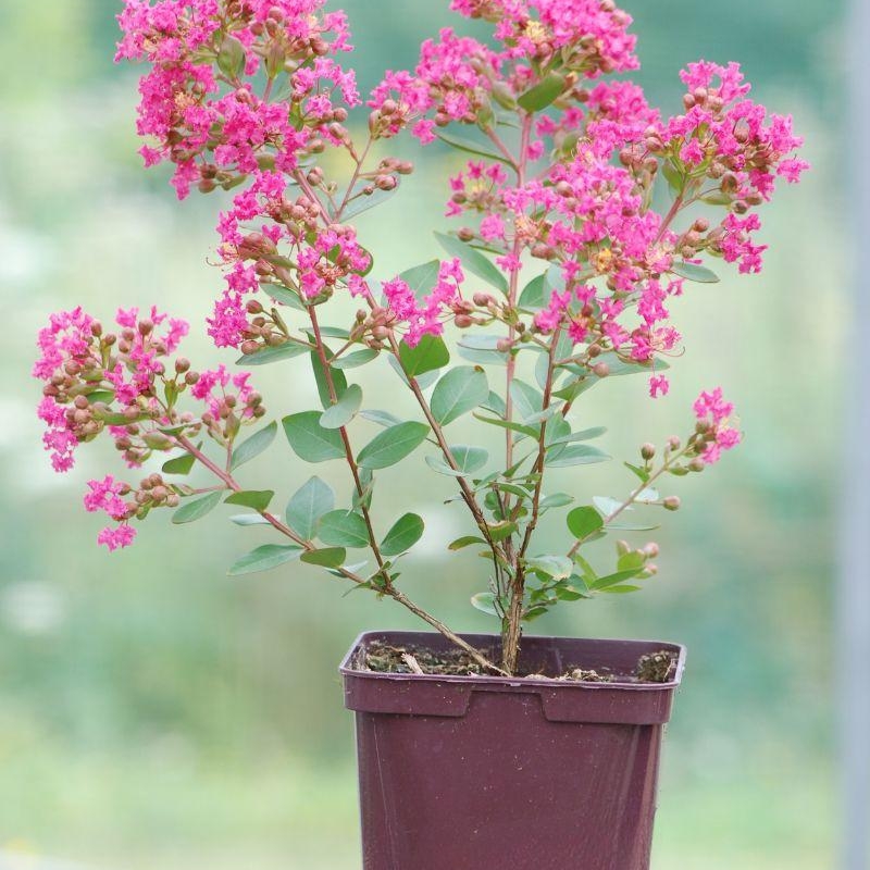 Lilas des Indes 'With Love® Kiss'