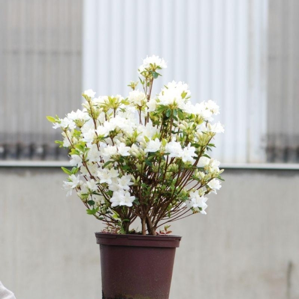 Azalée du Japon 'Schneewittchen'