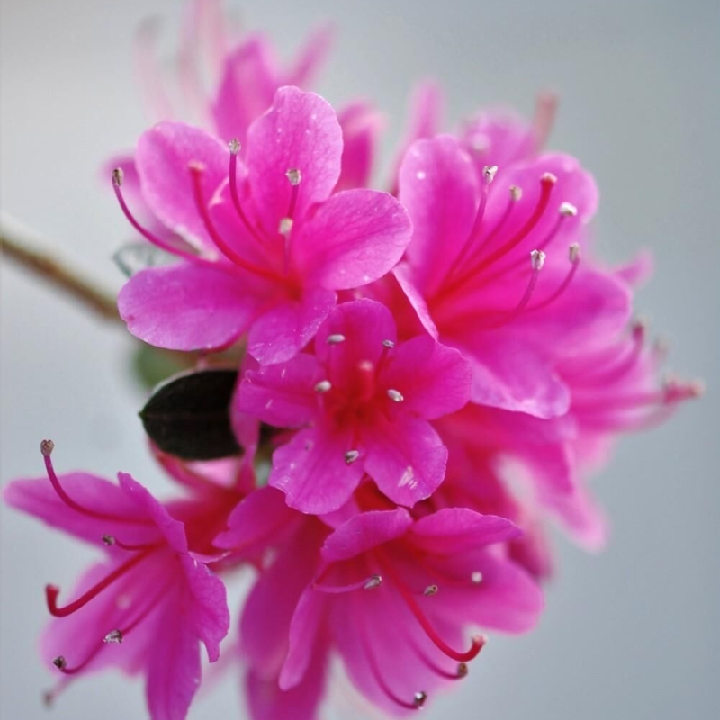 Azalée du Japon 'Amoena'