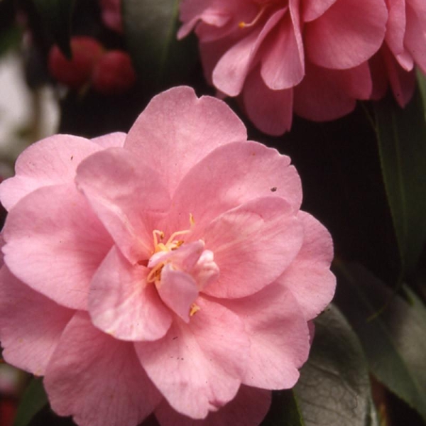 Camelia 'Donation '