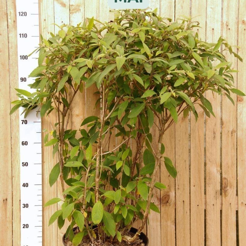 Hortensia 'Villosa®'