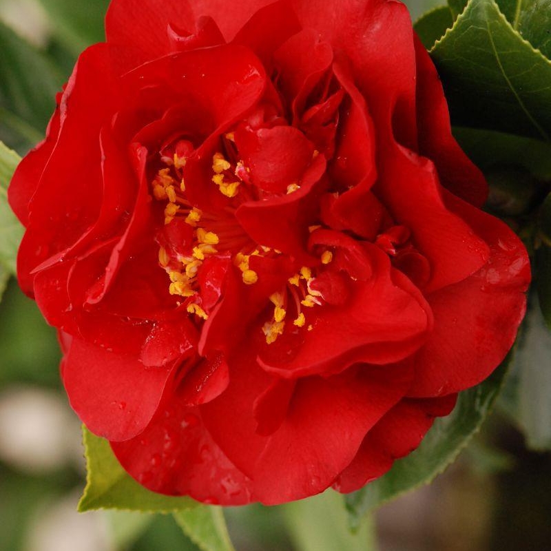 Camelia 'Fondation Luciano Pavarotti'