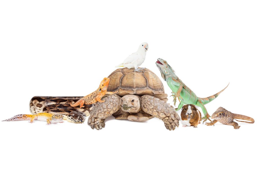NAC nouveaux animaux de compagnie
