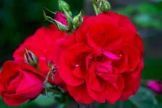 rosier rose red parfum