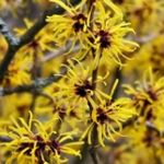 hamamelis