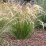 pennisetum