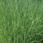 stipa-geant