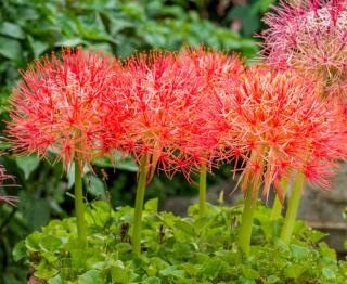 Haemanthus - culture et entretien