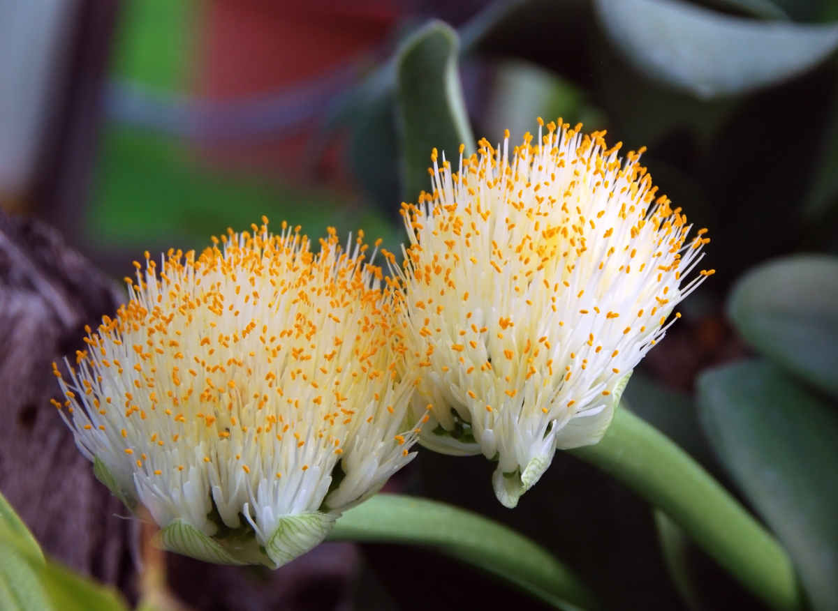 Haemanthus - oreille d'éléphant