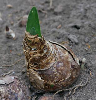 Haemanthus plantation