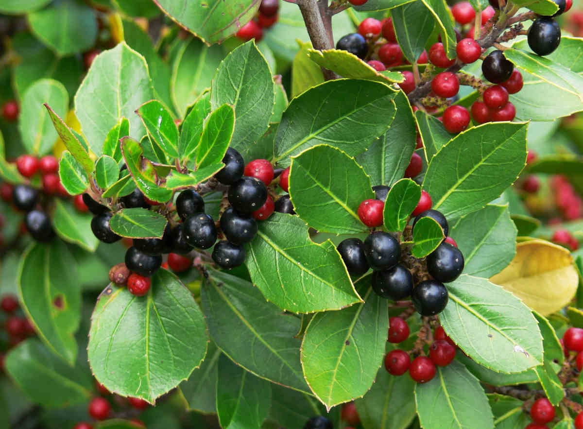 Nerprun alaterne - Rhamnus alternus