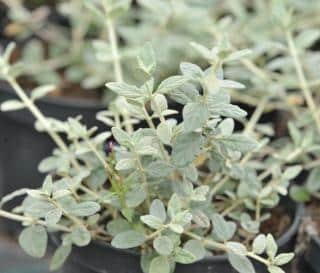 Teucrium fruticans - germandree