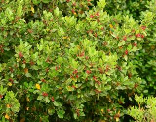 culture-et-entretien-du-Rhamnus-alternus-Nerprun-alaterne - Rhamnus alternus, le Nerprun Alaterne