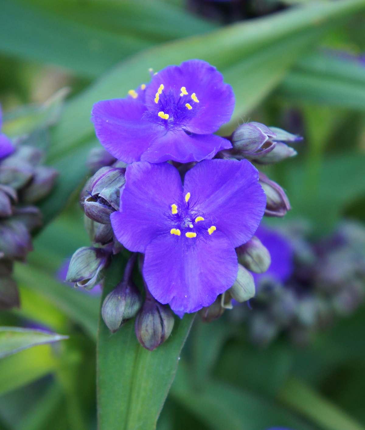 ephemere de virginie - Tradescantia andersoniana