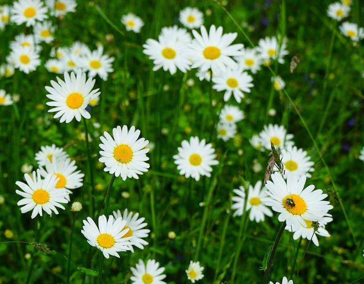 Marguerite Plantation Entretien Et Floraison