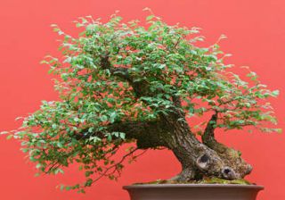 Zelkova bonsaï