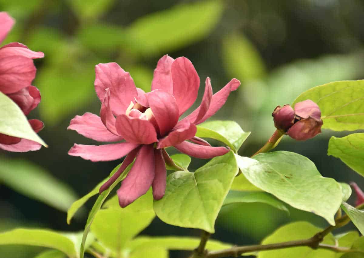 Calycanthus floridus - arbre aux anémones