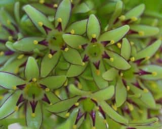 Eucomis bicolor