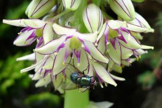 Eucomis bicolor - fleur ananas en pot