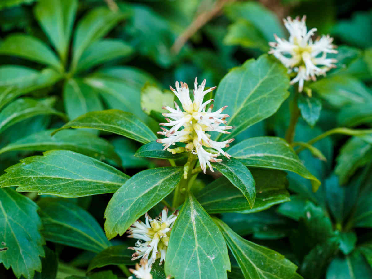 Pachysandra terminalis - pachysandre du Japon