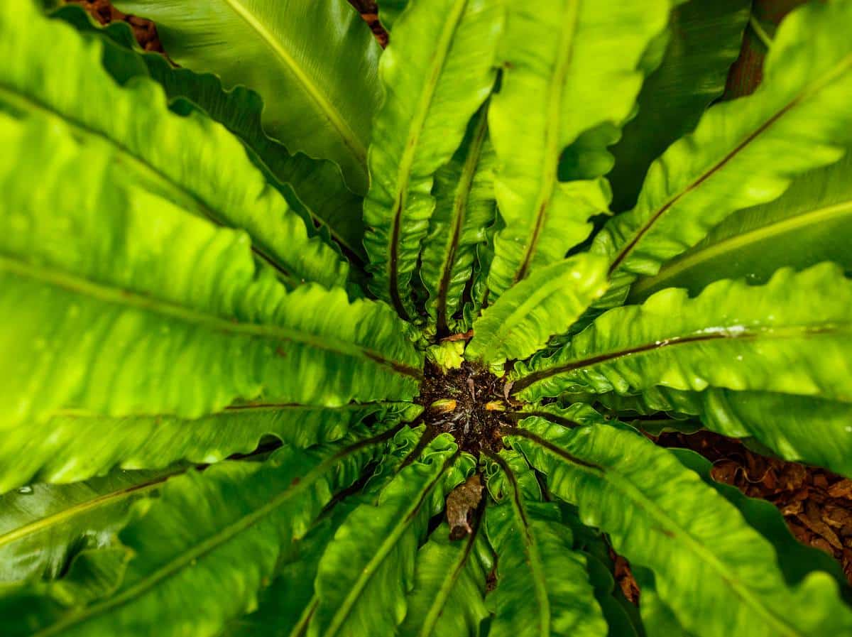 Phyllitis scolopendrium - Langue de cerf - langue de boeuf