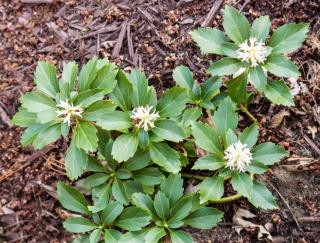 Plantation pachysandra terminalis - pachysandre du Japon